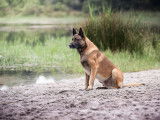 Mâle Malinois LOF disponible pour saillie