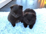 Chiots Loulou de Poméranie à vendre