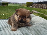 Chiots Loulou de Poméranie à vendre