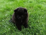 Chiots Loulou de Poméranie à vendre