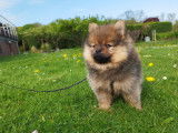 Chiots Loulou de Poméranie à vendre