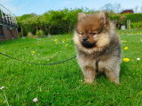 Chiots Loulou de Poméranie à vendre