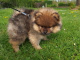 Chiots Loulou de Poméranie à vendre