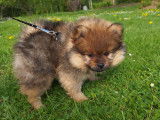 Chiots Loulou de Poméranie à vendre