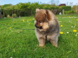 Chiots Loulou de Poméranie à vendre