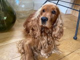 Pepper, jeune mâle Cocker Anglais de bientôt 2 ans disponible pour saillie