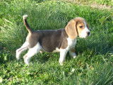 Chiots Beagle LOF à vendre
