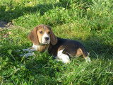 Chiots Beagle LOF à vendre