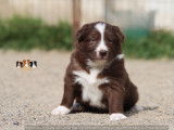 Chiots Border Collie LOF à vendre