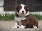 Chiots Border Collie LOF à vendre