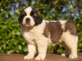 Chiots Saint-Bernard LOF à réserver