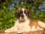 Chiots Saint-Bernard LOF à réserver
