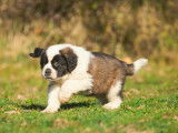 Chiots Saint-Bernard LOF à réserver