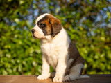 Chiots Saint-Bernard LOF à réserver