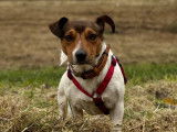 Mâle Jack Russell tricolore disponible pour saillie