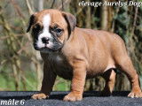 Magnifiques chiots Bulldog Continental LOF &agrave; vendre