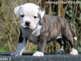 Magnifiques chiots Bulldog Continental LOF &agrave; vendre