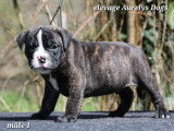 Magnifiques chiots Bulldog Continental LOF &agrave; vendre