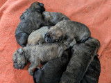 Chiots Cane Corso croisés Malamute à vendre