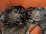 Chiots Cane Corso croisés Malamute à vendre