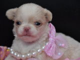 Magnifiques chiots Chihuahua à poil long à vendre