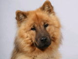 Mâle Eurasier disponible pour saillie