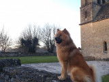 Mâle Eurasier disponible pour saillie