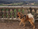 Mâle Eurasier disponible pour saillie