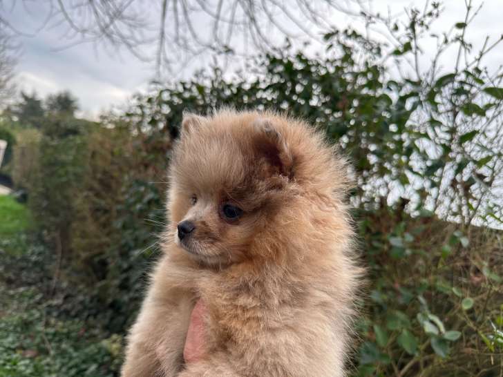 Chiot Spitz Allemand merle à vendre