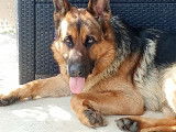 Male Berger Allemand inscrit au LOF disponible pour saillie