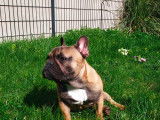 Mâle Bouledogue Français disponible pour saillie
