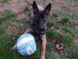 Rosy, femelle Malinois à donner