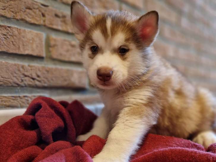 Superbes chiots Husky à vendre