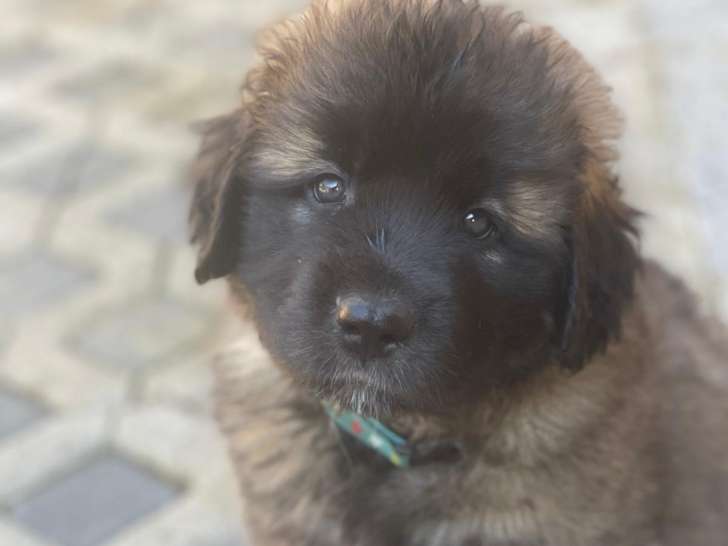 2 femelles Leonberg de 8 semaines à vendre