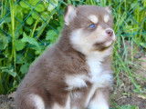 Chiots Pomsky F2 exceptionnels à vendre