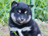 Chiots Pomsky F2 exceptionnels à vendre