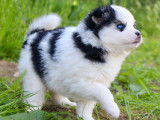Chiots Pomsky F2 exceptionnels à vendre