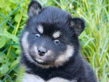 Chiots Pomsky F2 exceptionnels à vendre