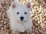 Chiot mâle Westie LOF à vendre