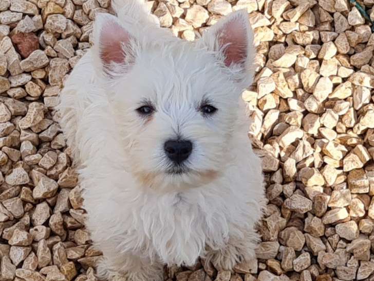 Chiot mâle Westie LOF à vendre
