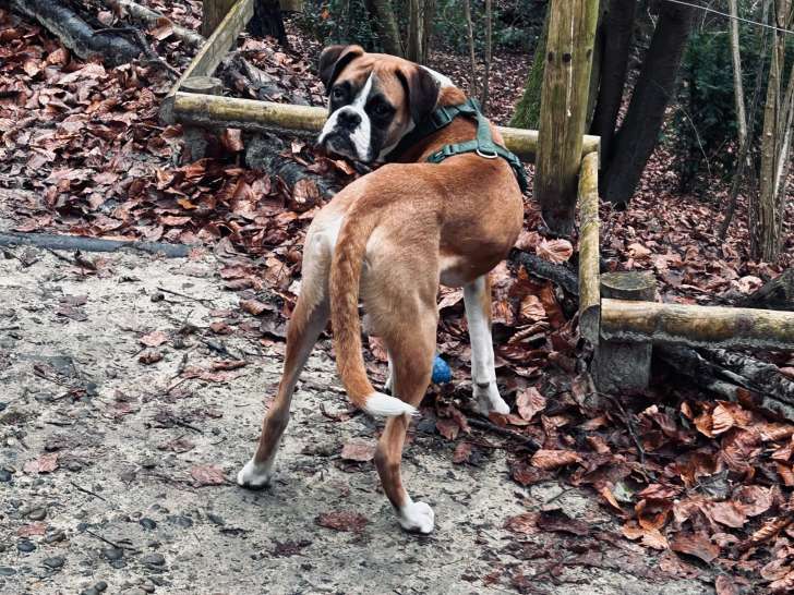 Chiot Boxer mâle à donner