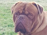 Mâle Dogue de Bordeaux disponible pour saillie