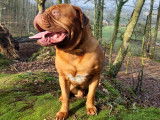 Mâle Dogue de Bordeaux disponible pour saillie