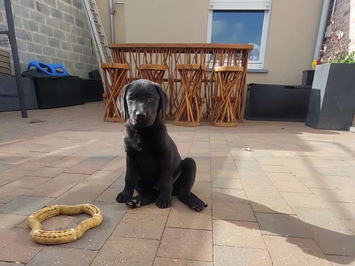 Chiot mâle Labrador noir à vendre