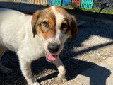 Kubic, chiot à adopter