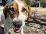 Kubic, chiot à adopter