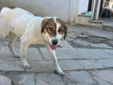 Kubic, chiot à adopter