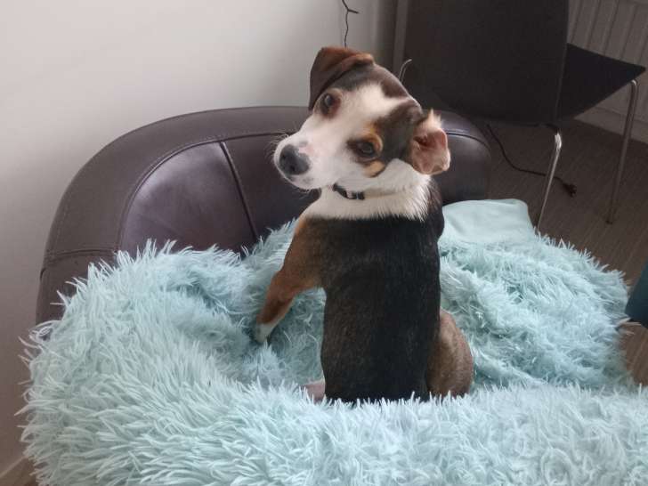 Scooby, jeune chien mâle à donner