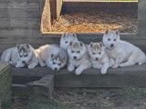 Magnifiques chiots Husky Sibérien disponibles