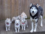 Magnifiques chiots Husky Sibérien disponibles